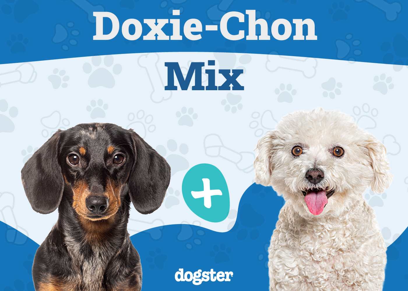Doxie-Chon (Bichon Frise Dachshund Mix): Info, Pictures, Care & Traits