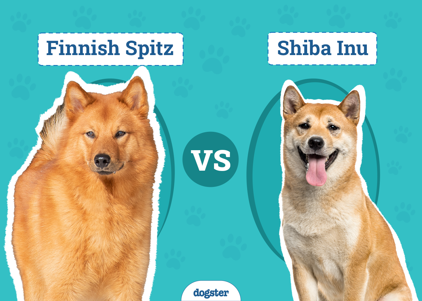 Finnish Spitz vs Shiba Inu: Differences Explained (With Pictures)