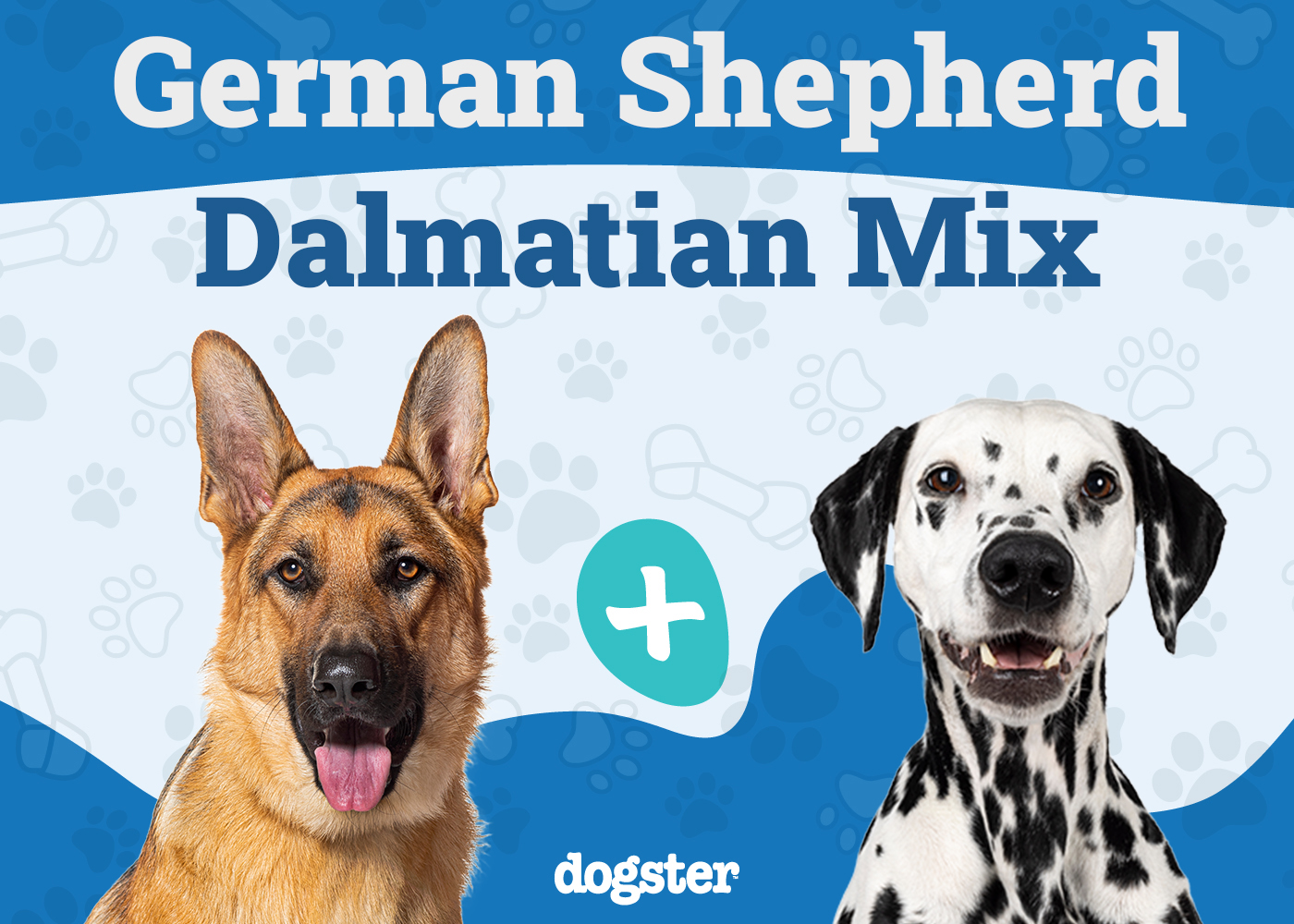 German Shepherd Dalmatian Mix Dog Breed: Info, Pictures, Care & More