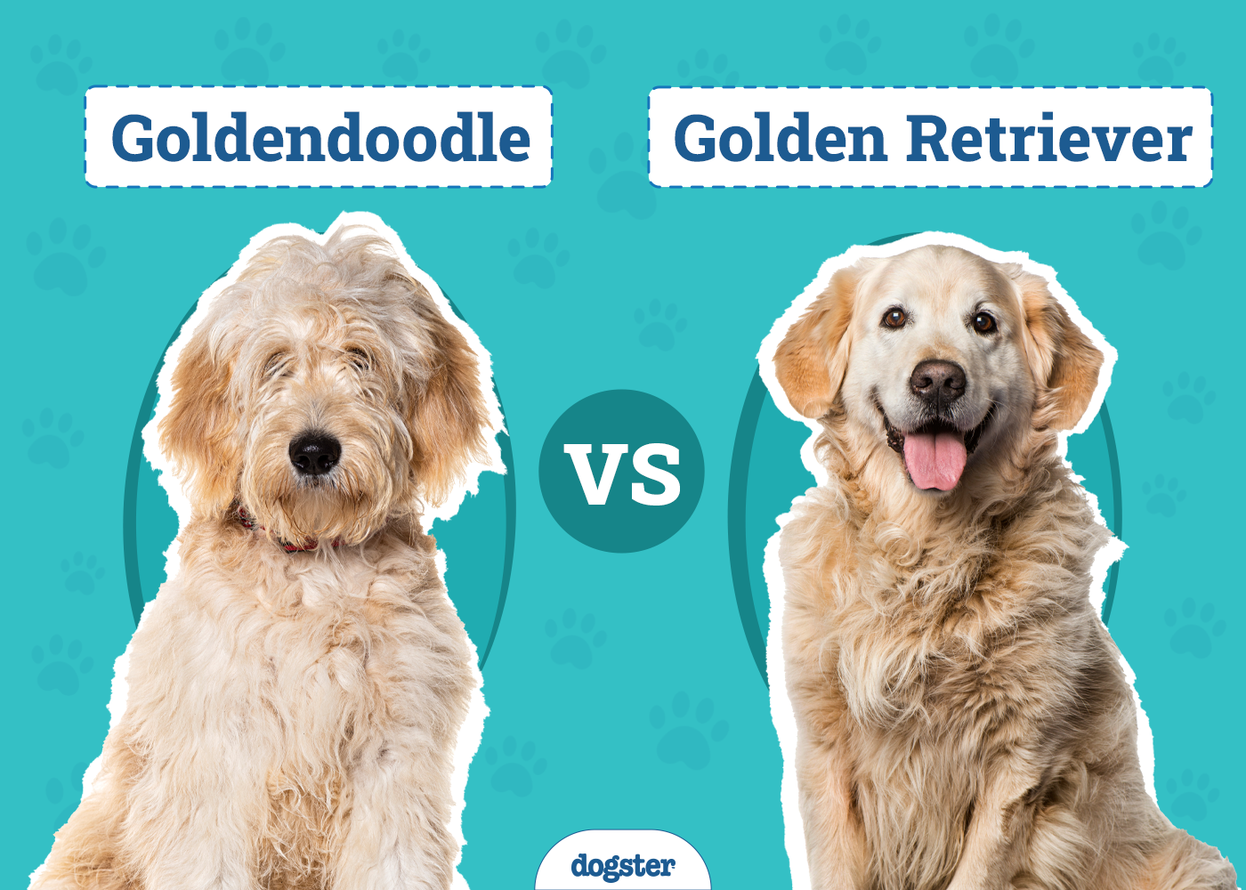 Goldendoodle vs Golden Retriever: The Differences (With Pictures)