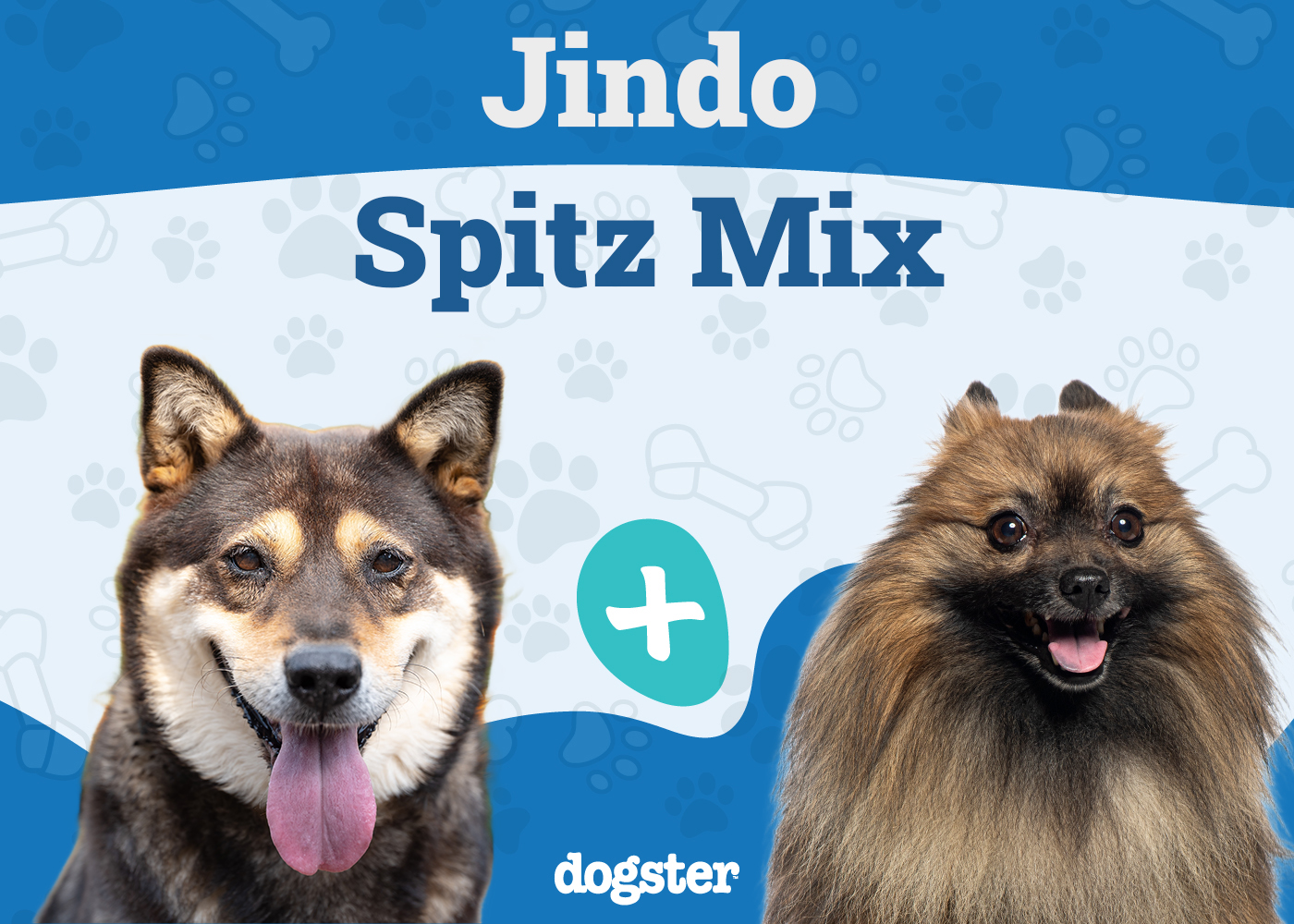 Jindo Spitz Mix: Info, Pictures, Care & More