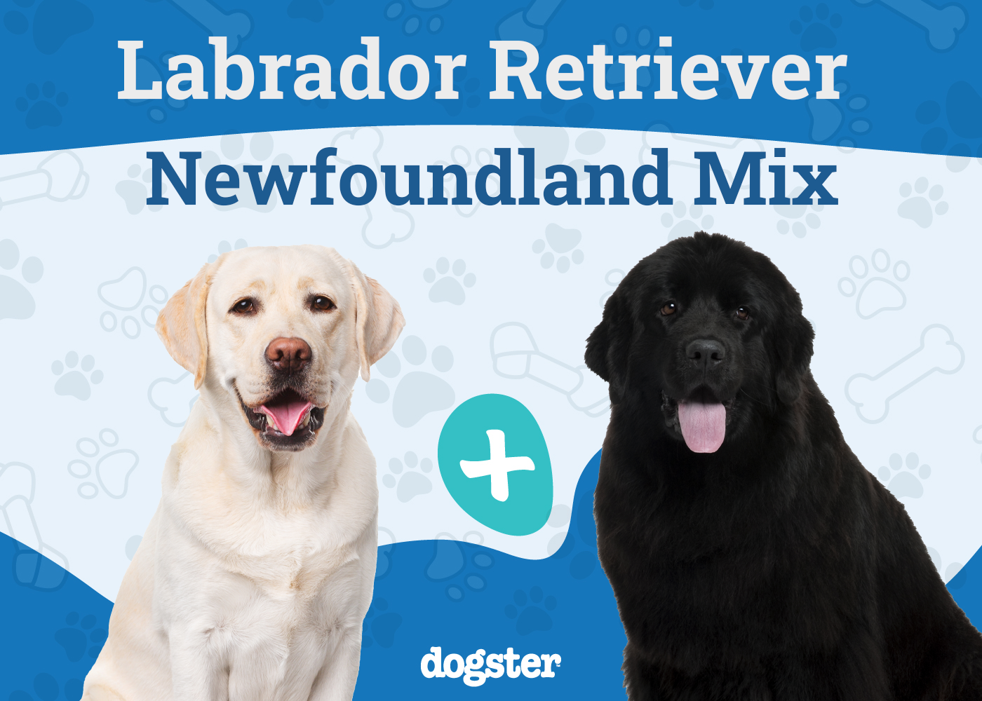 Lab Newfie Mix: Info, Pictures, Care & More