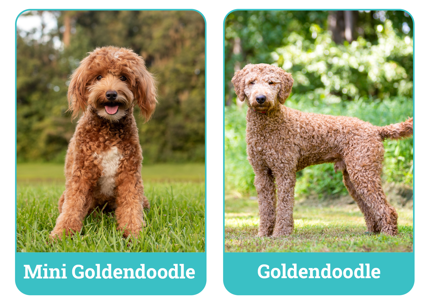 Mini Goldendoodle vs Goldendoodle