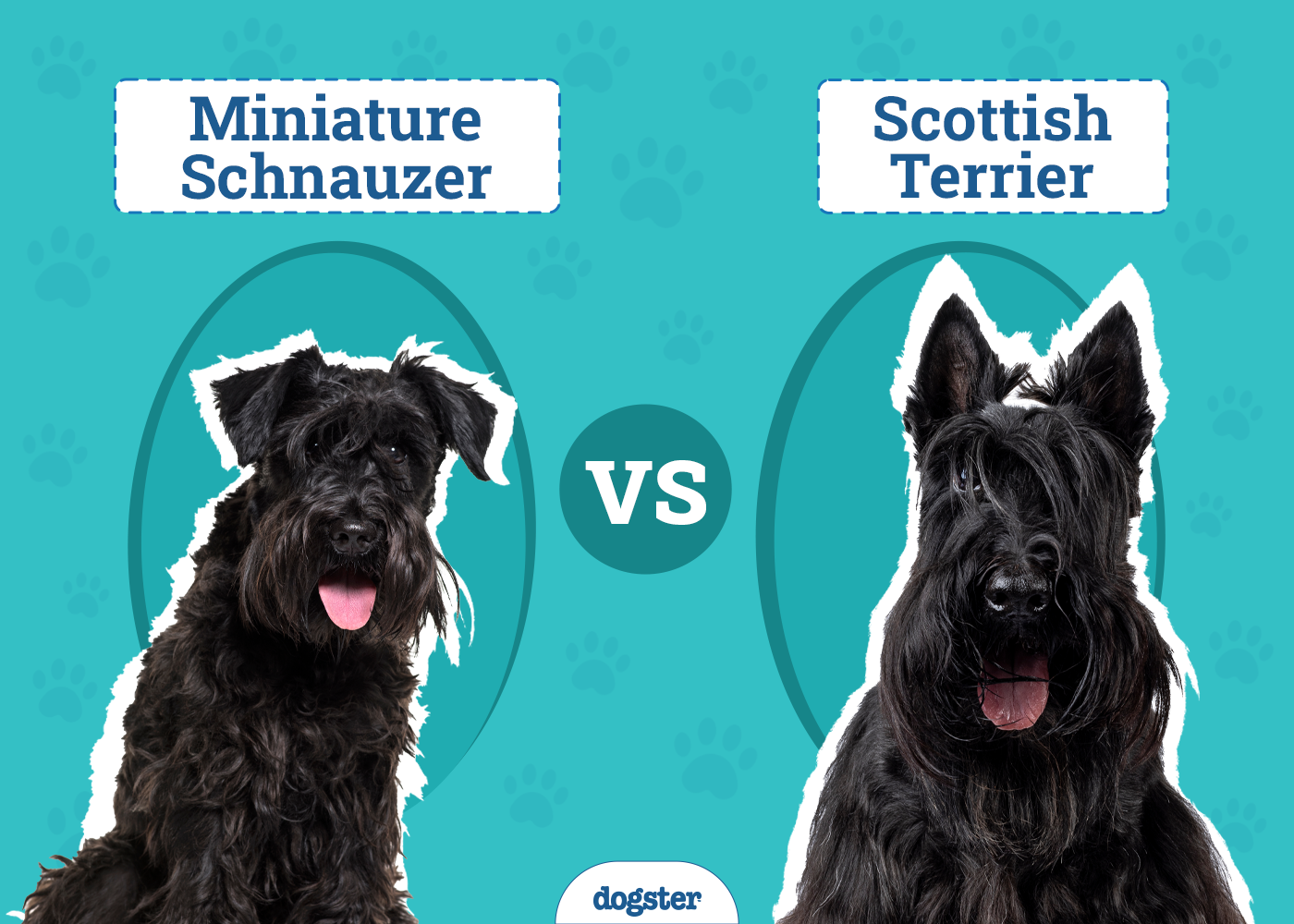 Miniature Schnauzer vs. Scottish Terrier: Key Differences (With Pictures)
