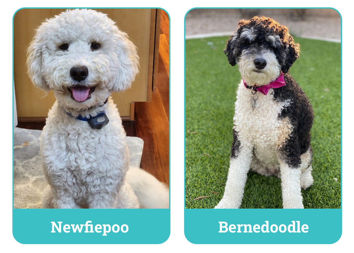 Newfiepoo Vs Berniedoodle