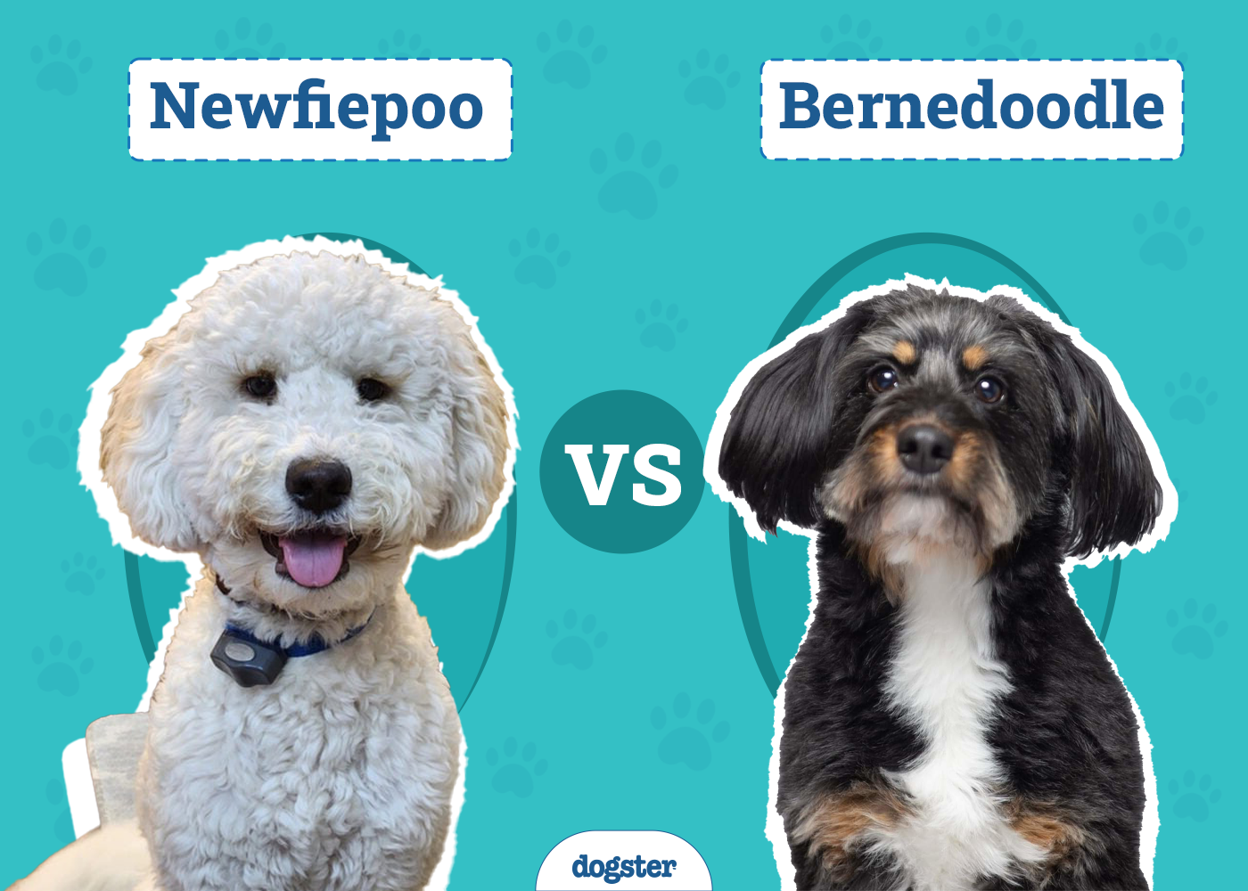 Newfiepoo vs Bernedoodle: Differences Explained (With Pictures)
