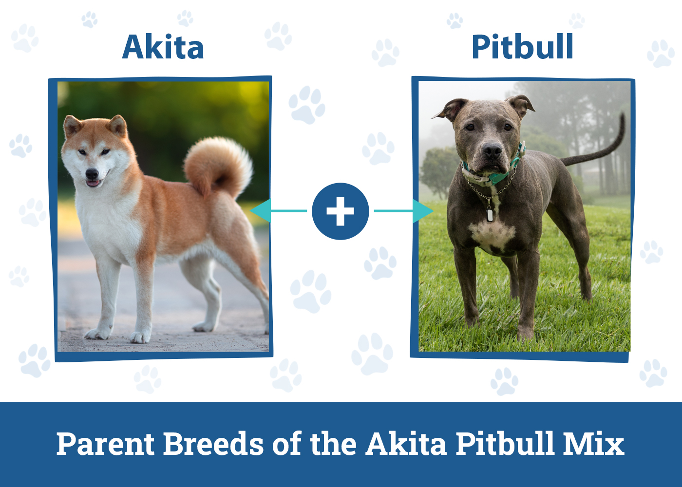 Parent Breeds of the Akita Pitbull Mix