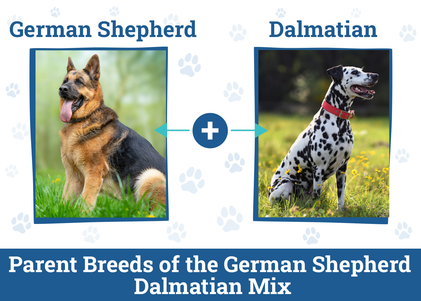Parent Breeds of the German Shepherd Dalmatian Mix