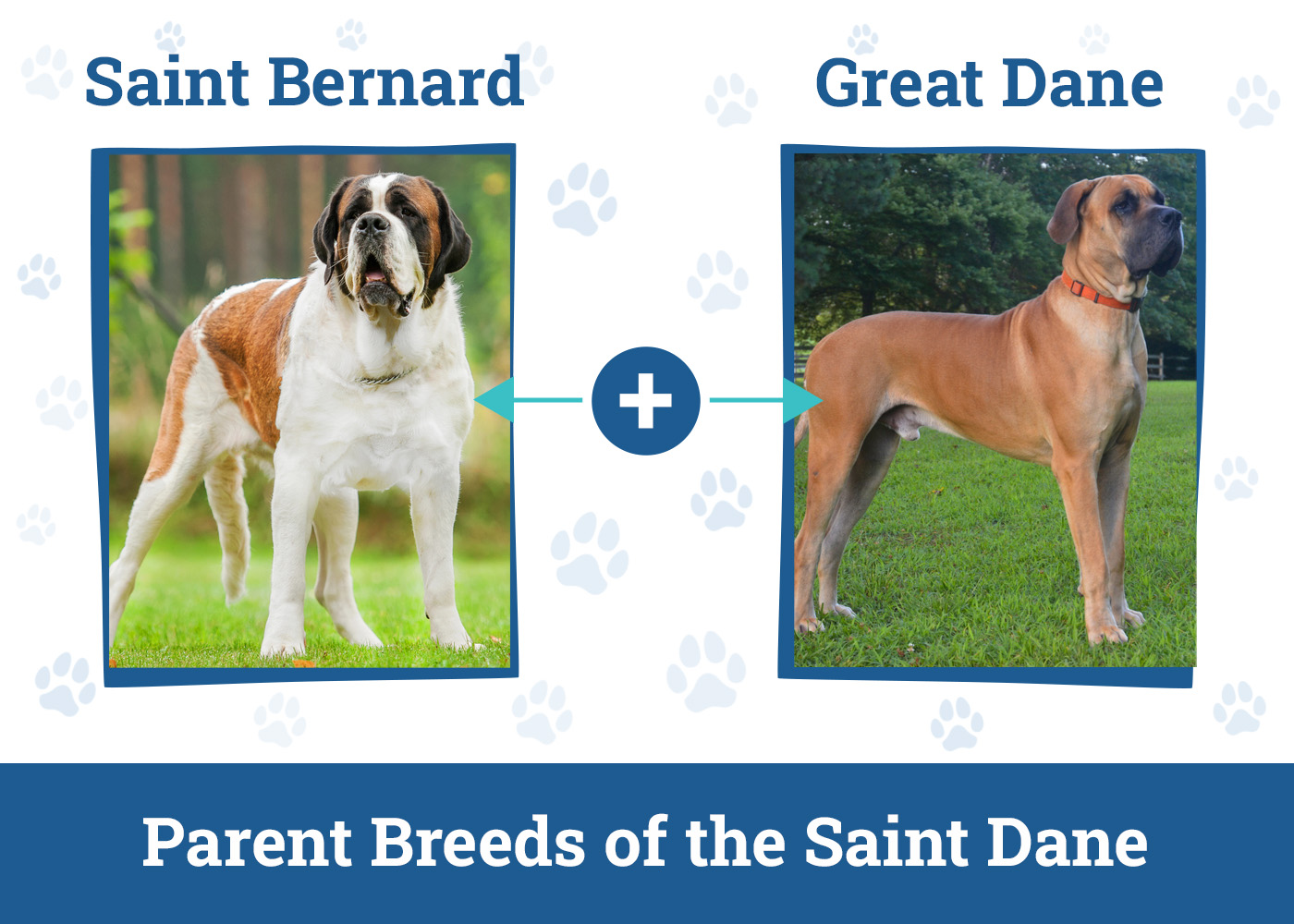 Parent Breeds of the Saint Dane