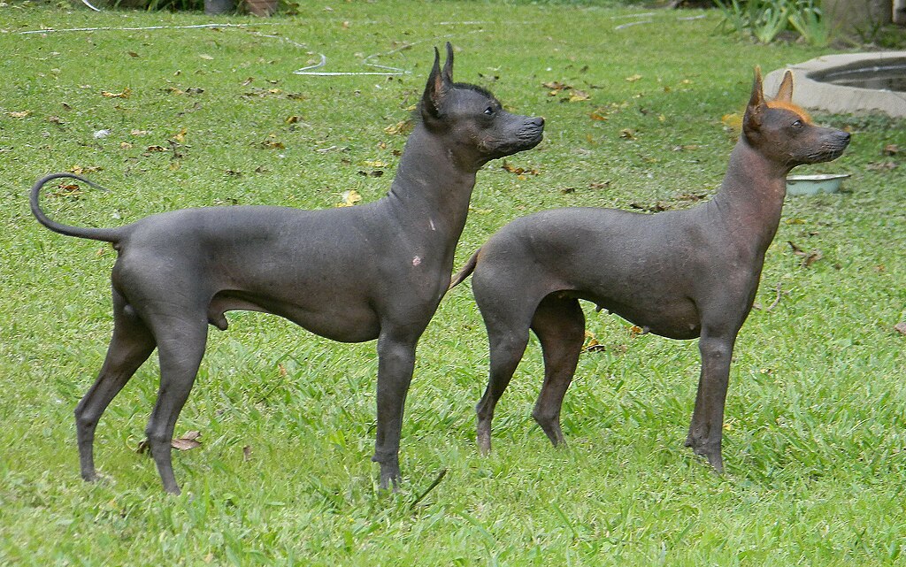 Argentine Pila Dog Breed: Info, Pictures, Traits, Care Guide & More