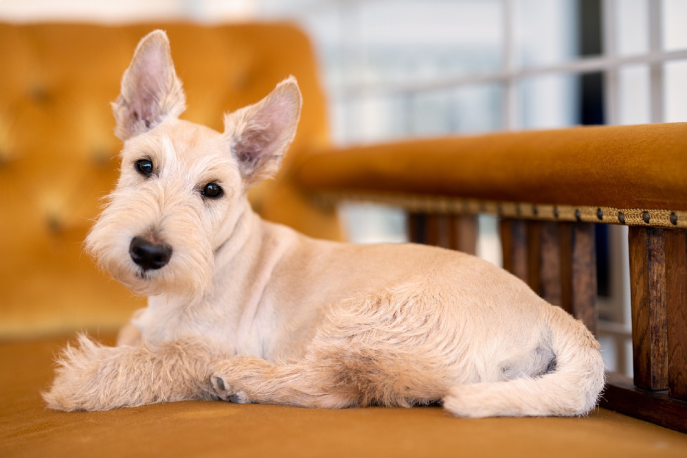 Scottish terrier dog resting on the couch