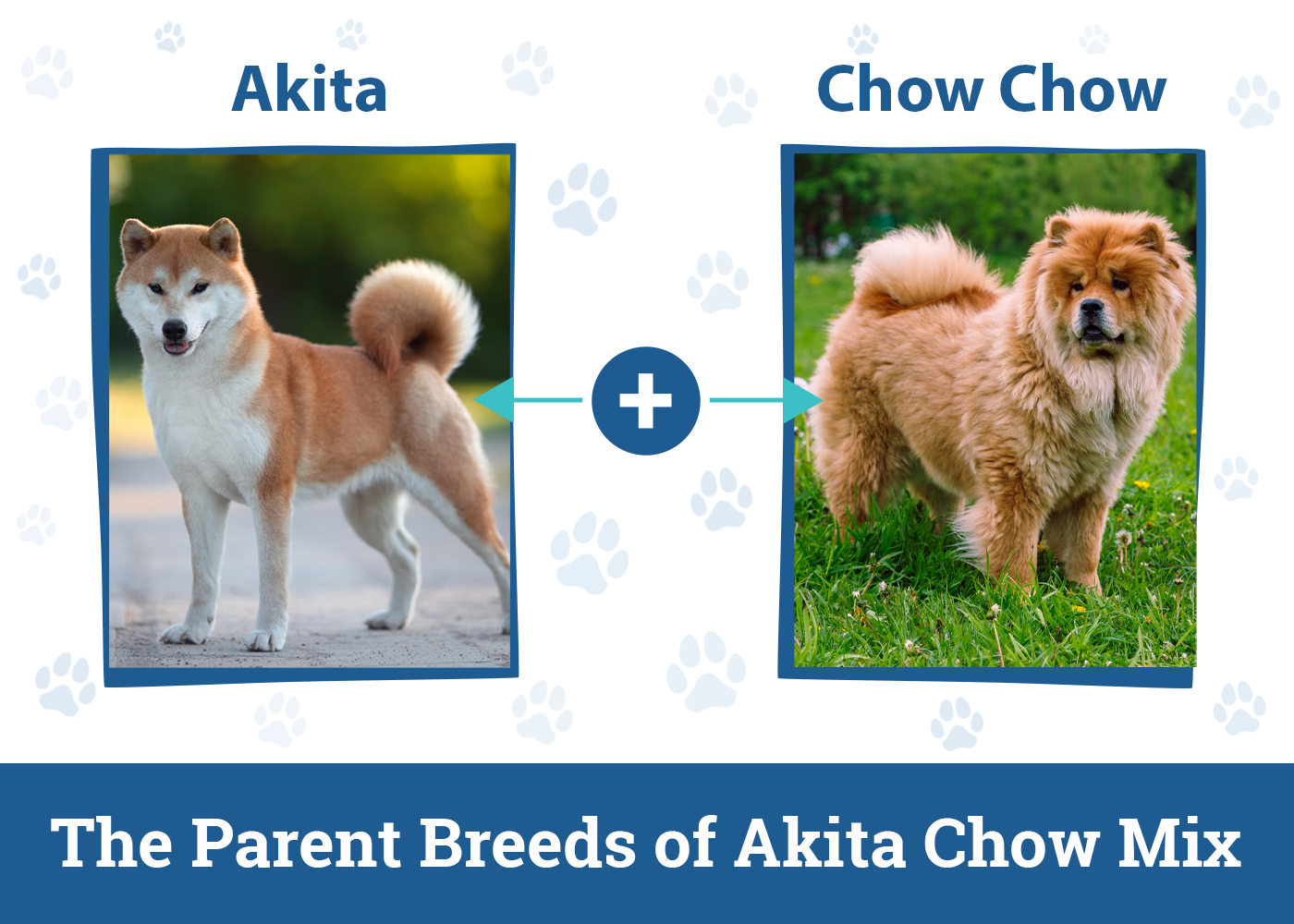 The-Parent-Breeds-of-Akita-Chow-Mix
