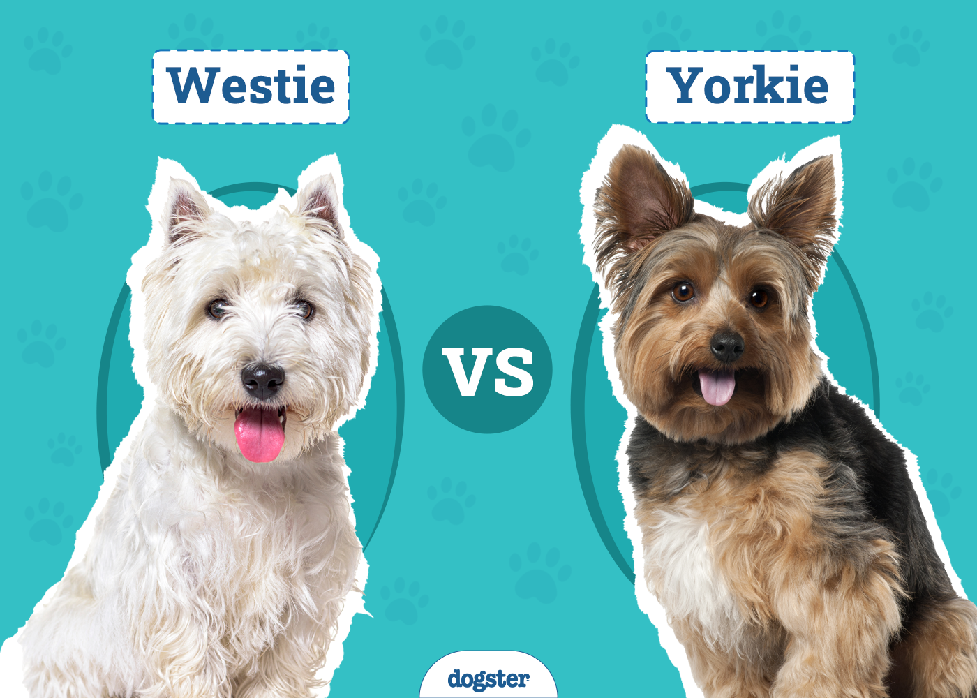 Westie vs Yorkie: Main Differences (With Pictures)
