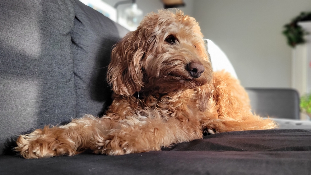 apricot-goldendoodle-lying-on-a-couch