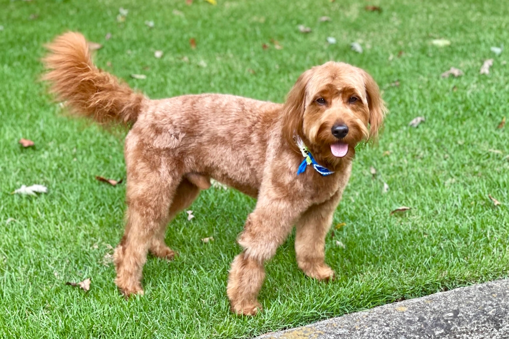 Apricot Goldendoodle: Info, Pictures, Origin & History