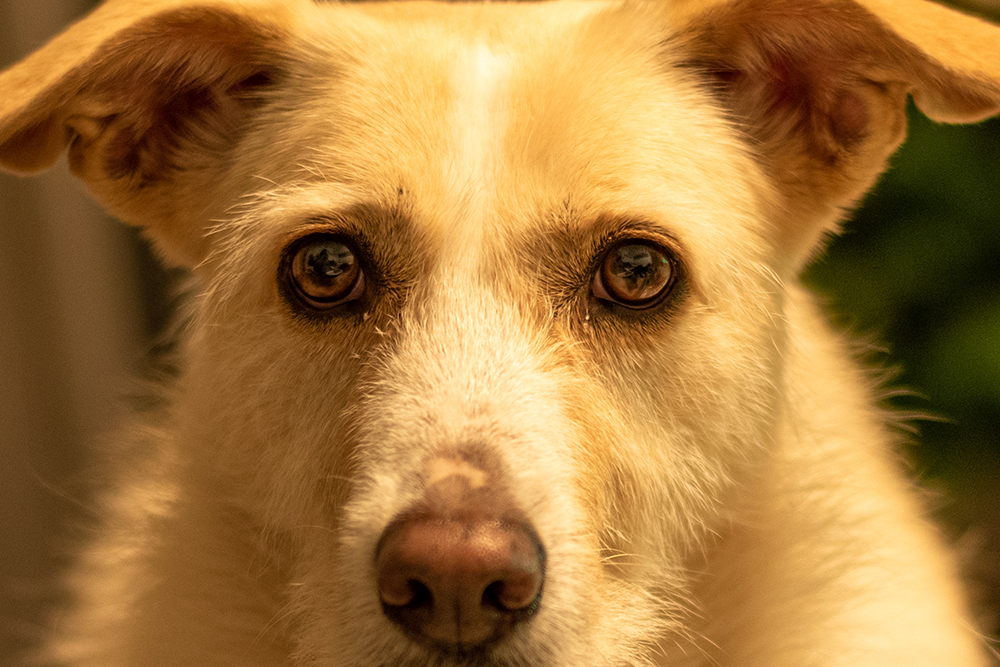 Dilated Pupils in Dogs: 7 Vet-Reviewed Reasons & Prevention Tips