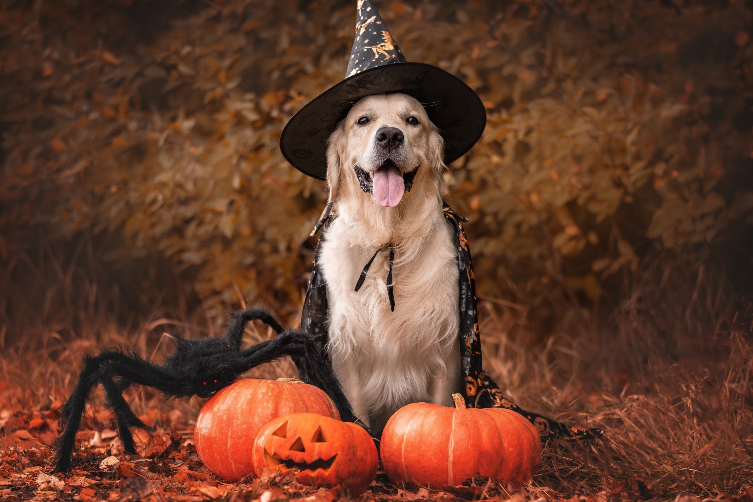 How to Put on a Dog Costume: 5 Vet-Approved Tips