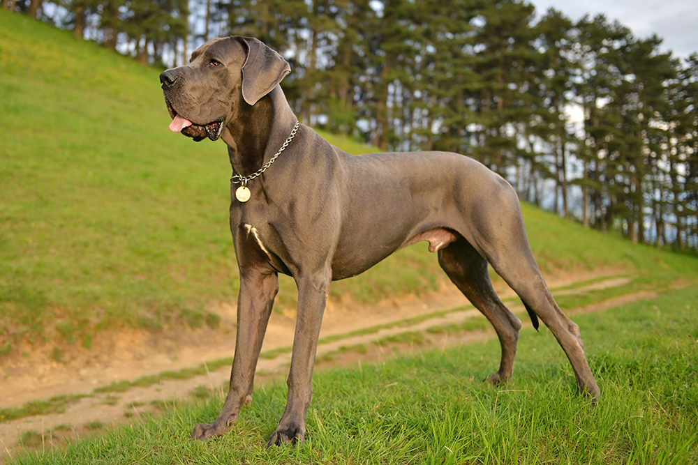 How Much Food Does a Great Dane Need? With Feeding Chart