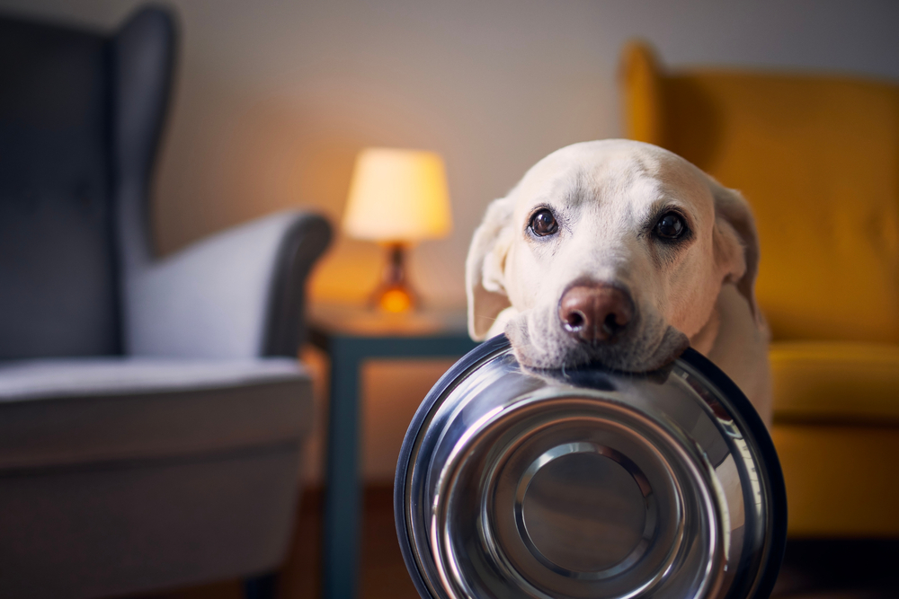 How to Choose the Right Dog Bowl: Materials, Durability, and Hygiene
