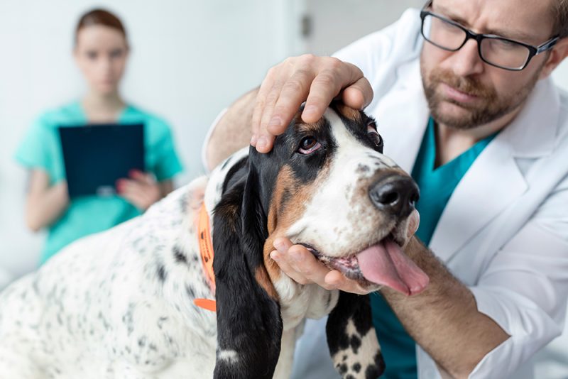 vet examining dog at the clinic