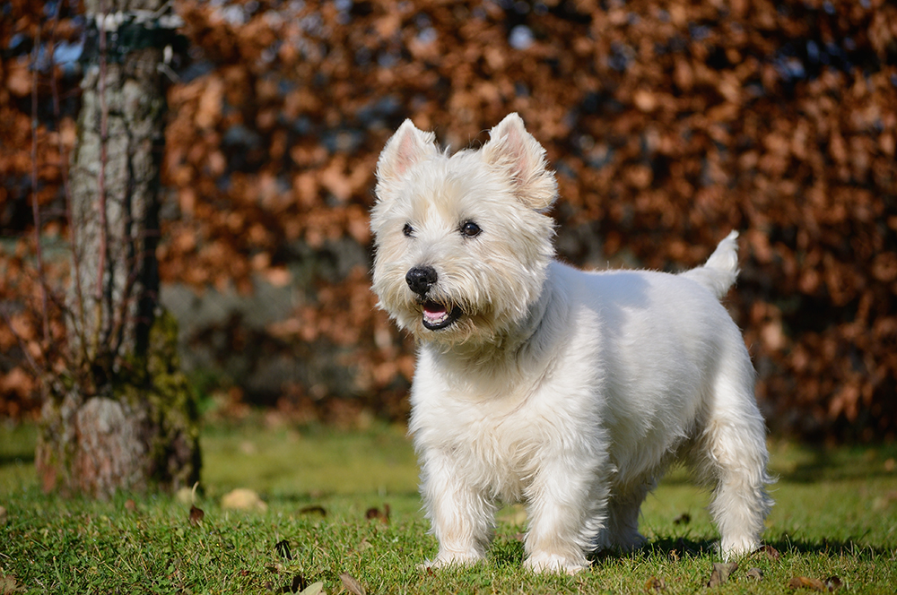 How Old Is 1 in Dog Years? Vet-Approved Guide to Each Size of Dog