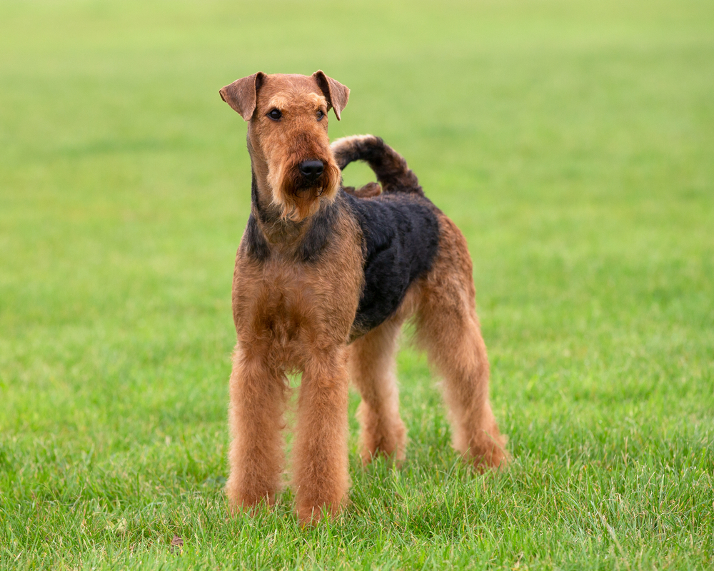 Are Airedale Terriers Hypoallergenic? Vet-Verified Facts