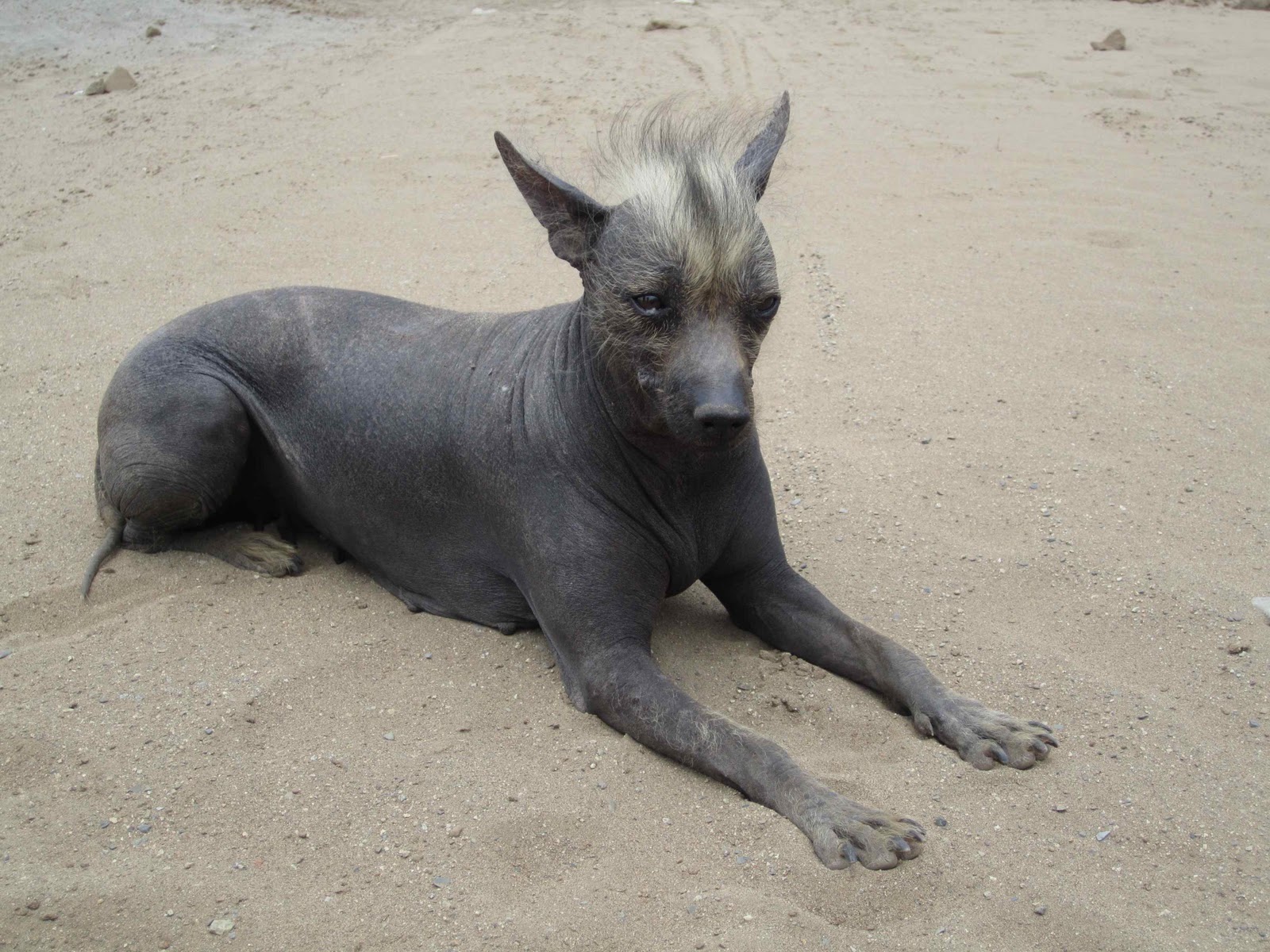 Hairless Khala (Bolivian Hairless Dog): Info, Pictures, Care Guide & More
