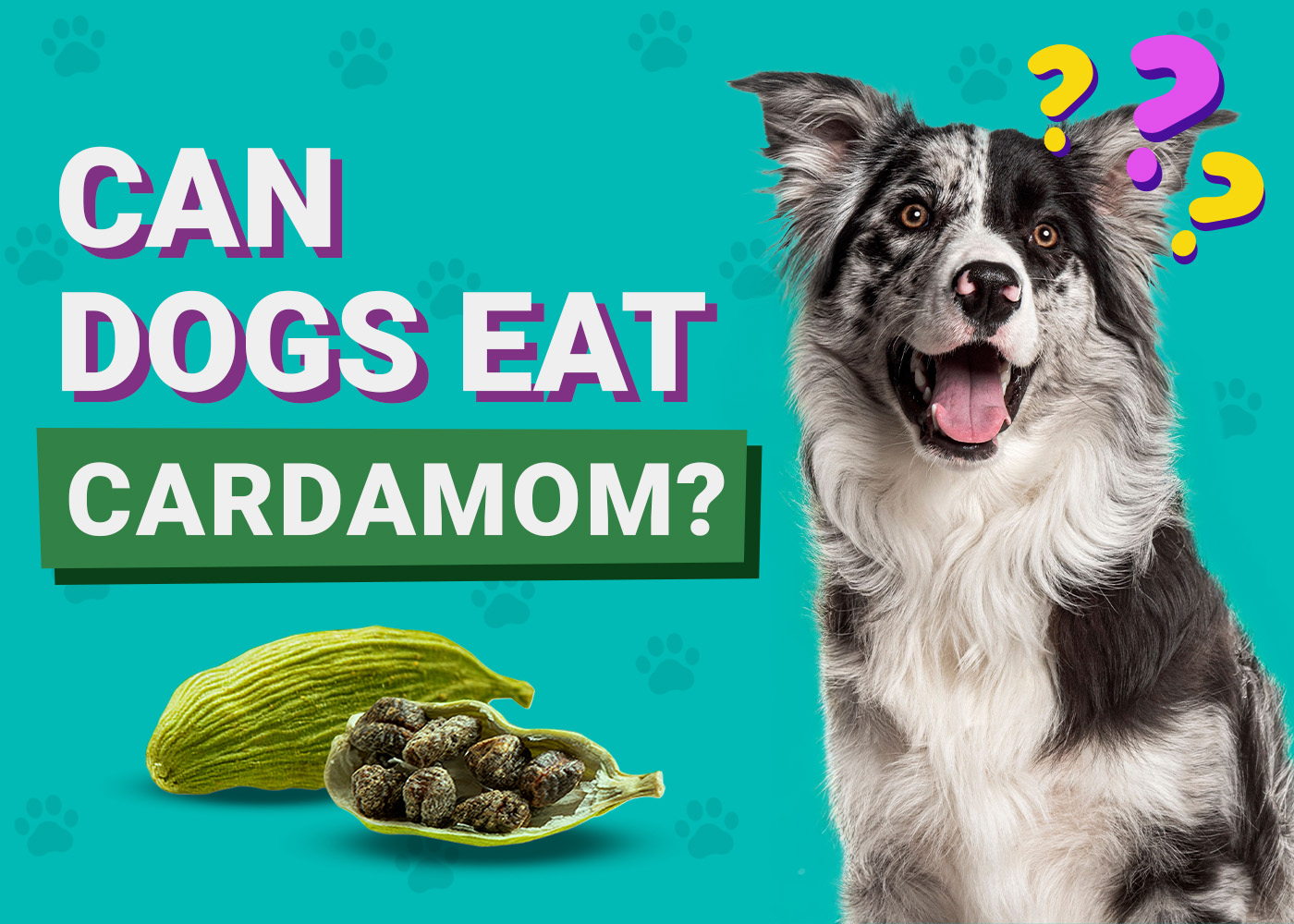 Can Dogs Eat Cardamom? Is It Safe? Vet Reviewed Dietary Guidance