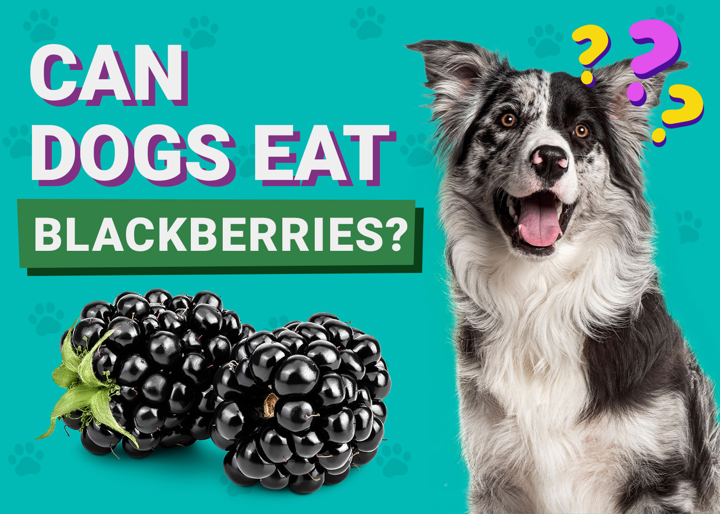Can Dogs Eat Blackberries? Vet-Approved Facts & FAQ