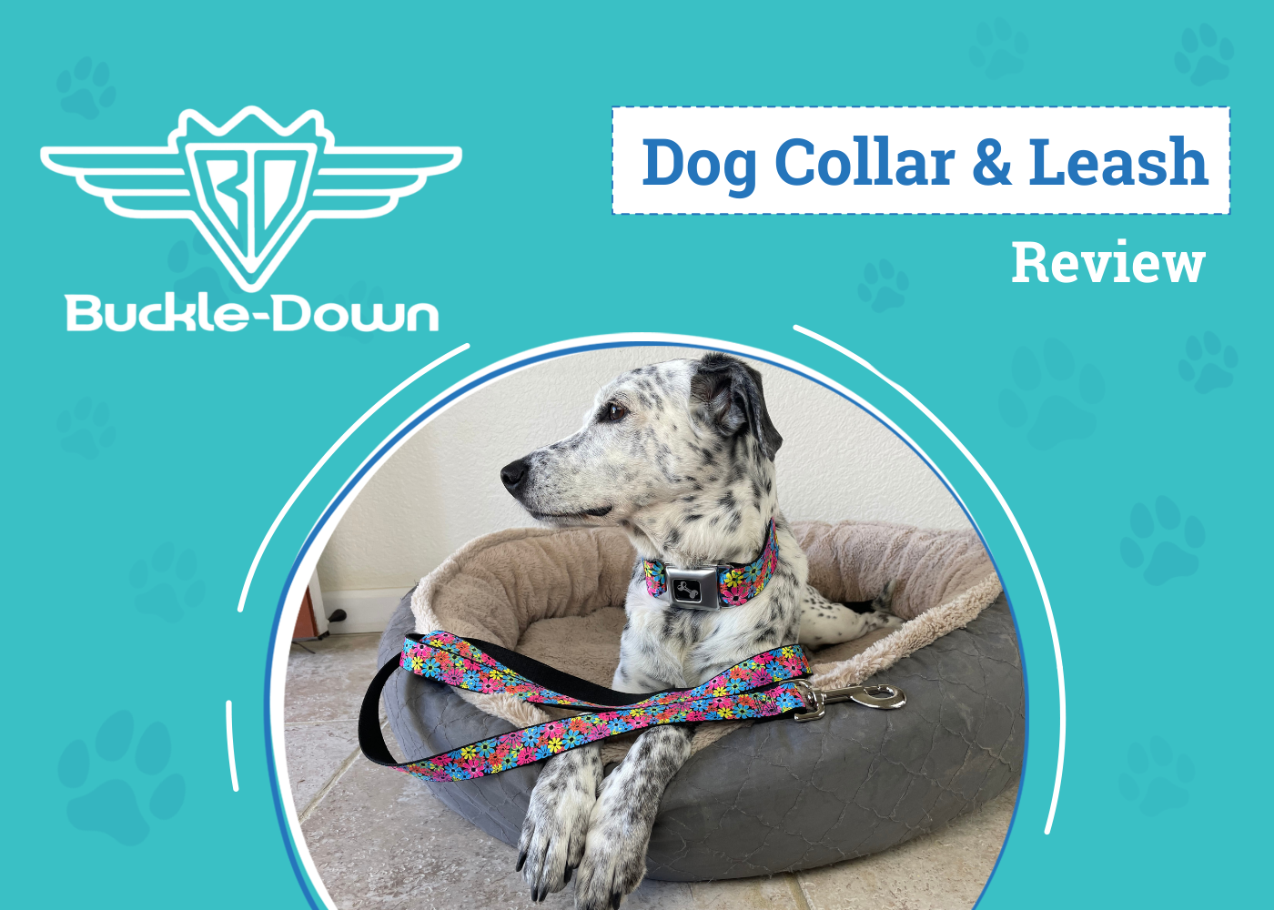 Buckle-Down Seatbelt Dog Collar & Leash Review 2026: Pros, Cons & Verdict: An Expert's Breakdown