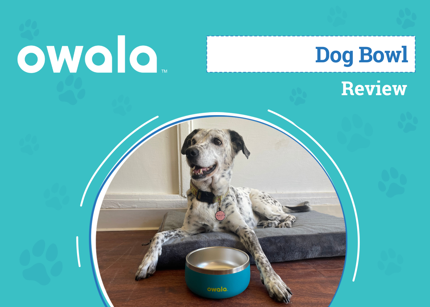 Owala Pet Bowl Review 2026: An Expert's Breakdown
