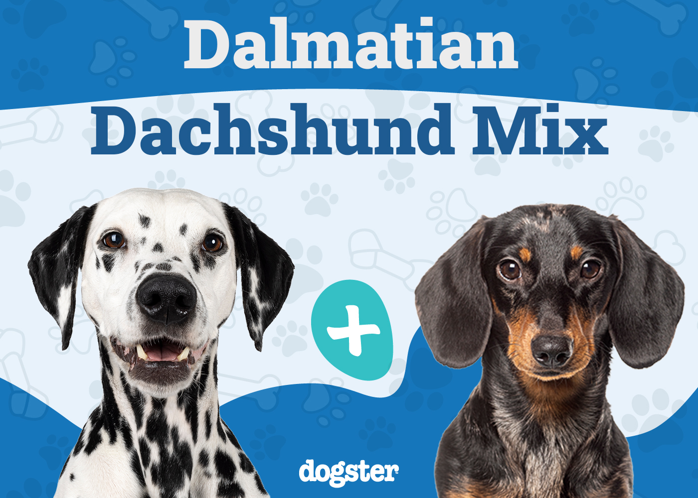 Dalmatian Dachshund Mix