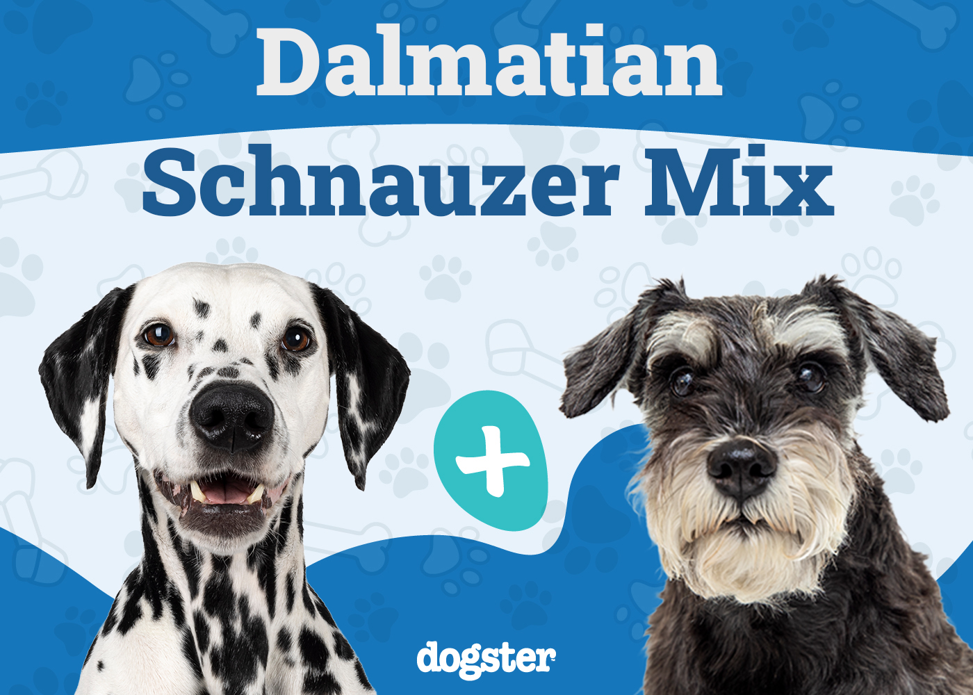Dalmatian Schnauzer Mix Breed: Info, Pictures, Care & More