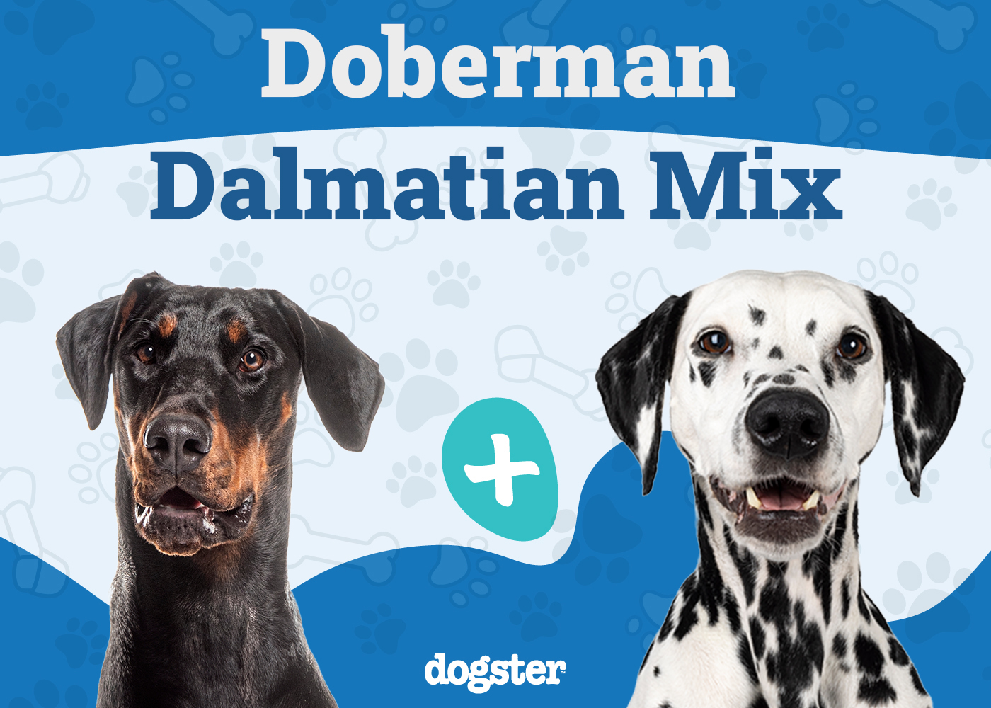 Doberman Dalmatian Mix: Info, Pictures, Temperament & Traits