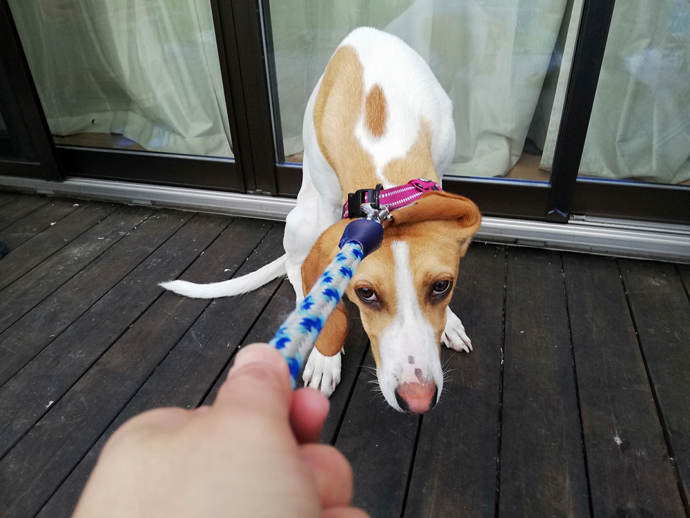 My Dog Doesn’t Want to Go Outside: 5 Vet-Verified Possible Reasons