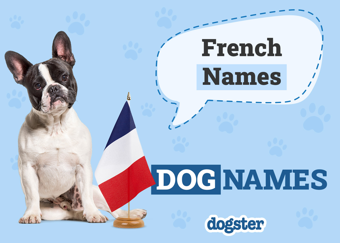 140+ French Dog Names: Très Bon Picks for Your Franco Pup