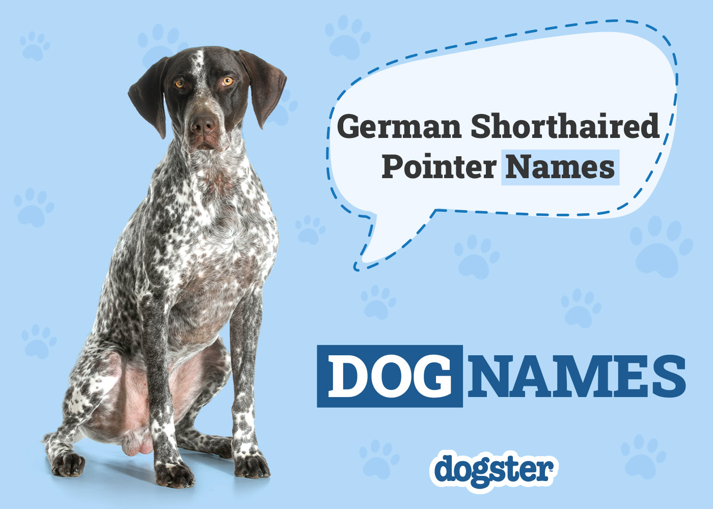 150+ German Shorthaired Pointer Names: Best Ideas for Your Pup