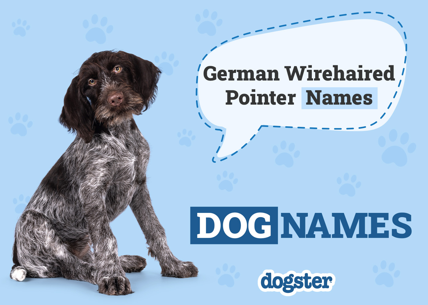 160 Popular & Unique German Wirehaired Pointer Names