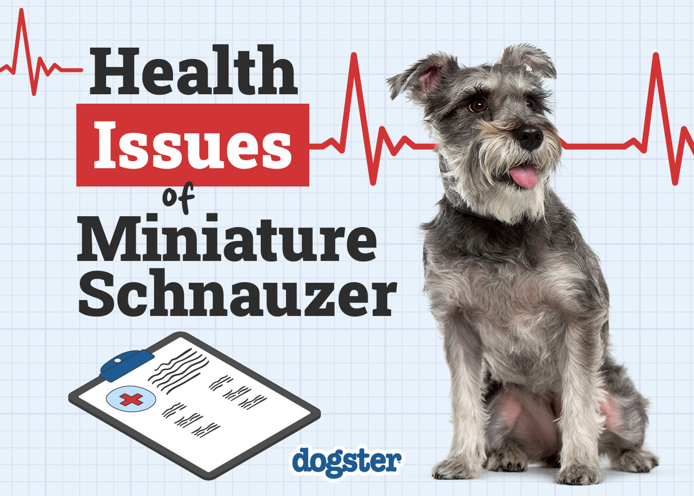 7 Common Miniature Schnauzer Health Problems: Vet-Verified Causes, Signs & Treatment