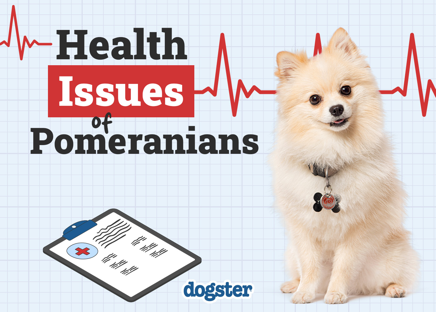 Pomeranian Health Problems: 8 Common Concerns