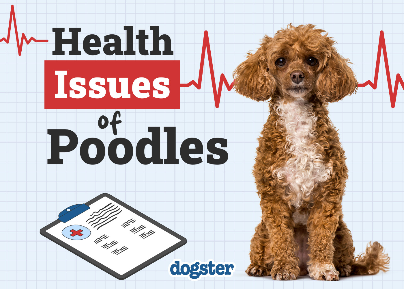 7 Poodle Health Issues: Vet-Approved Signs & Treatment