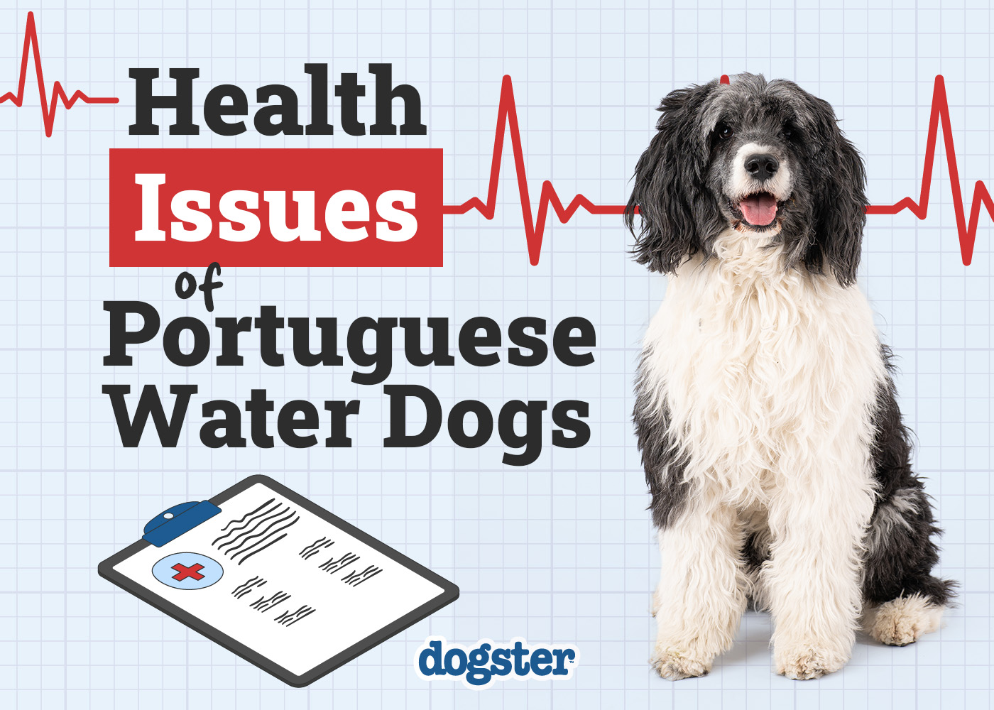 Portuguese Water Dog Health Issues: 8 Common Concerns & Treatments