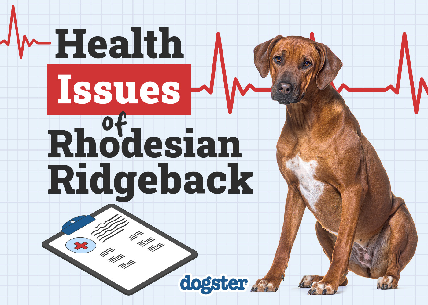6 Rhodesian Ridgeback Health Issues to Watch For (Vet Answer)