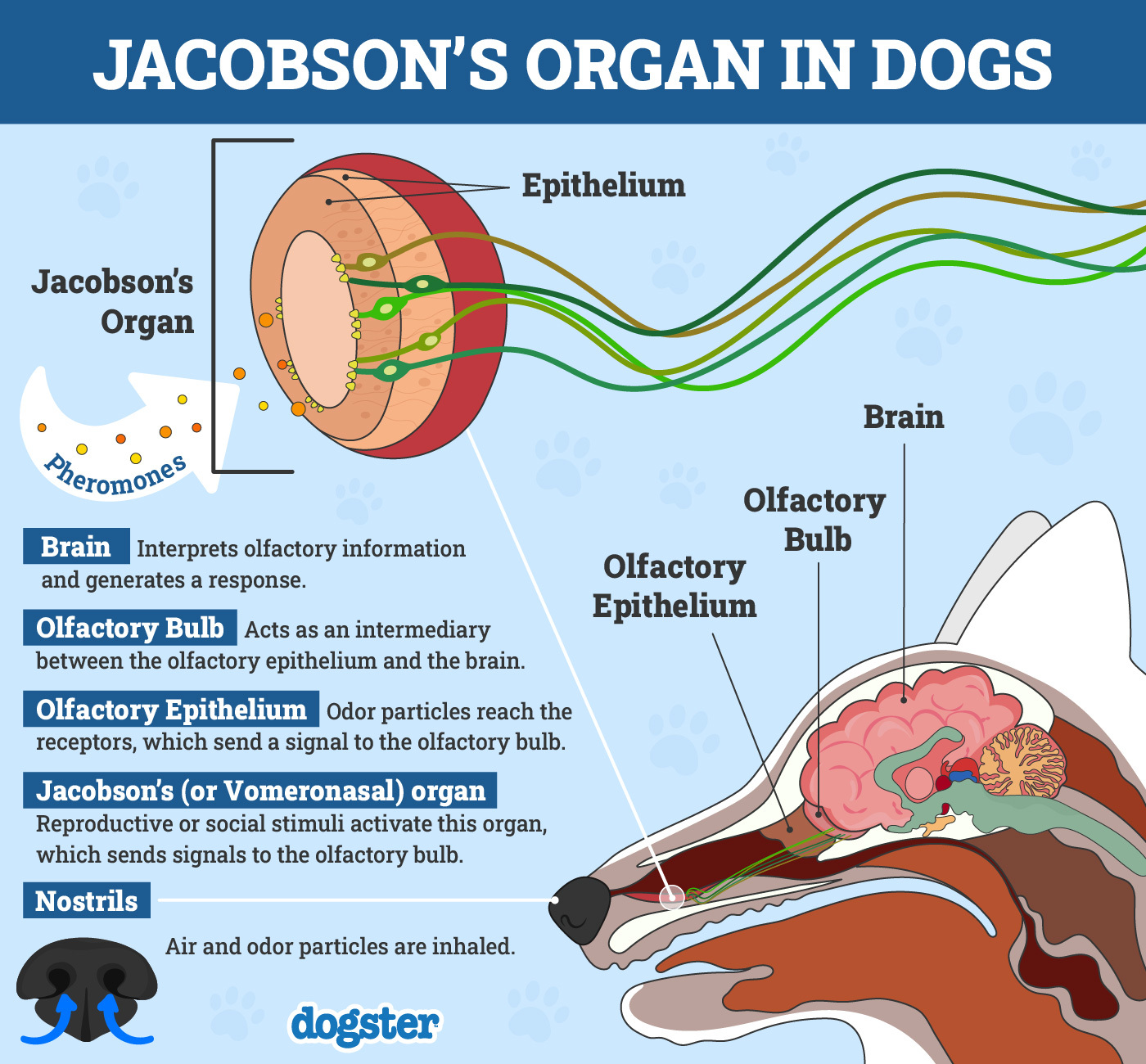 Jacobson's Organ in Dogs