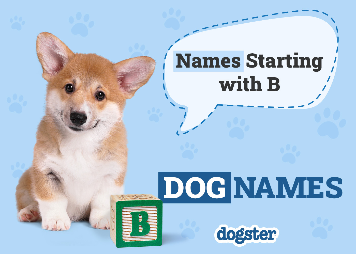 425 Dog Names Starting With B: Brilliant Ideas for Your New Pooch