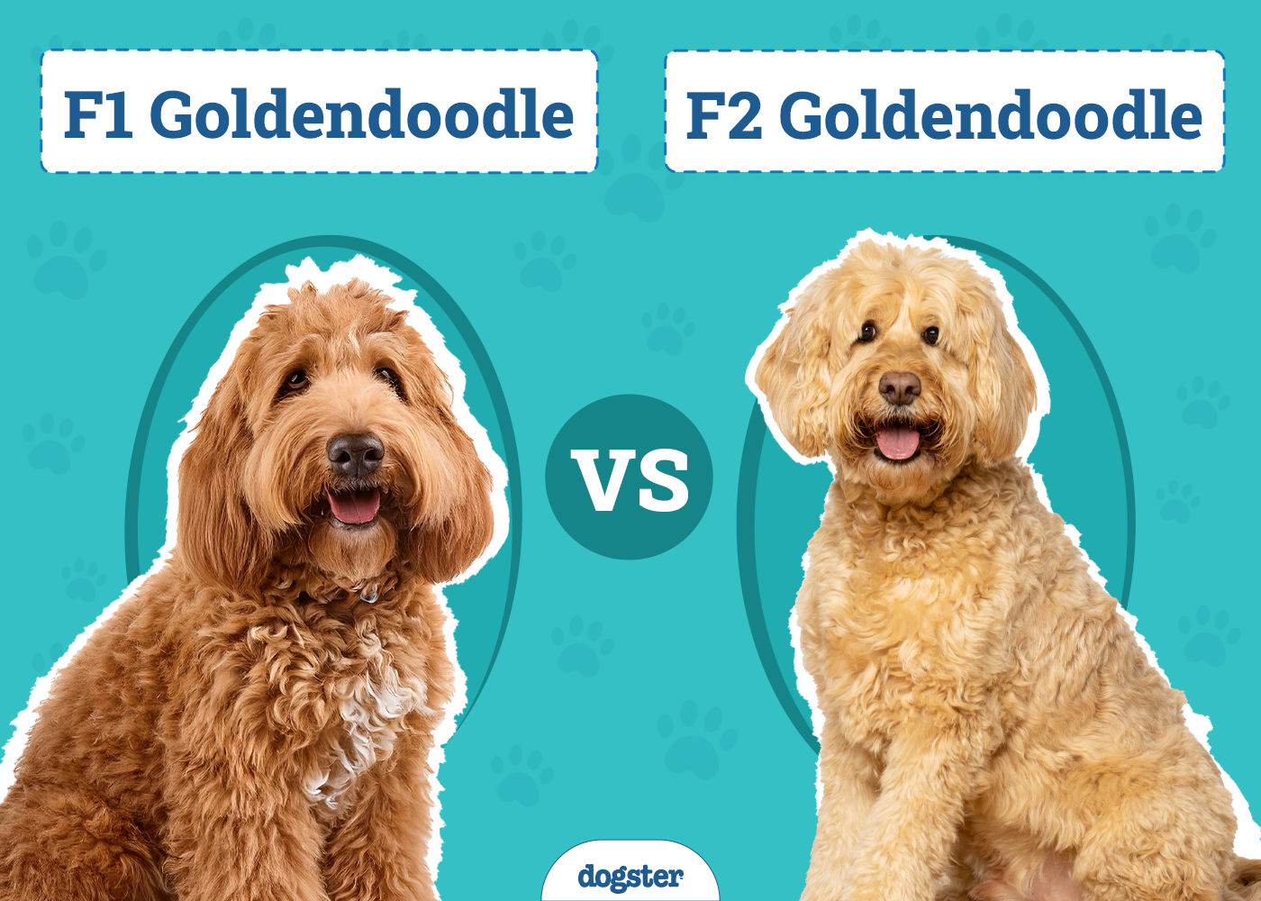 F1 vs. F2 Goldendoodle: The Differences (With Pictures)