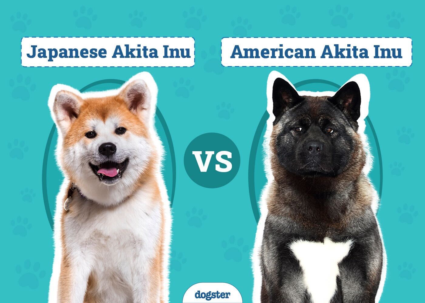 Japanese Akita Inu vs American Akita: Vet-Verified Differences (With Pictures)