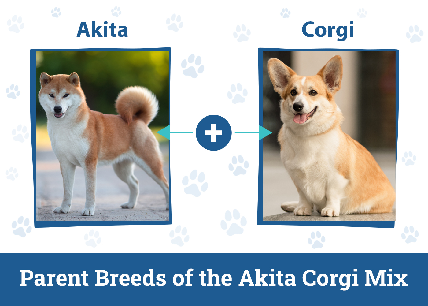 Parent Breeds of the Akita Corgi Mix