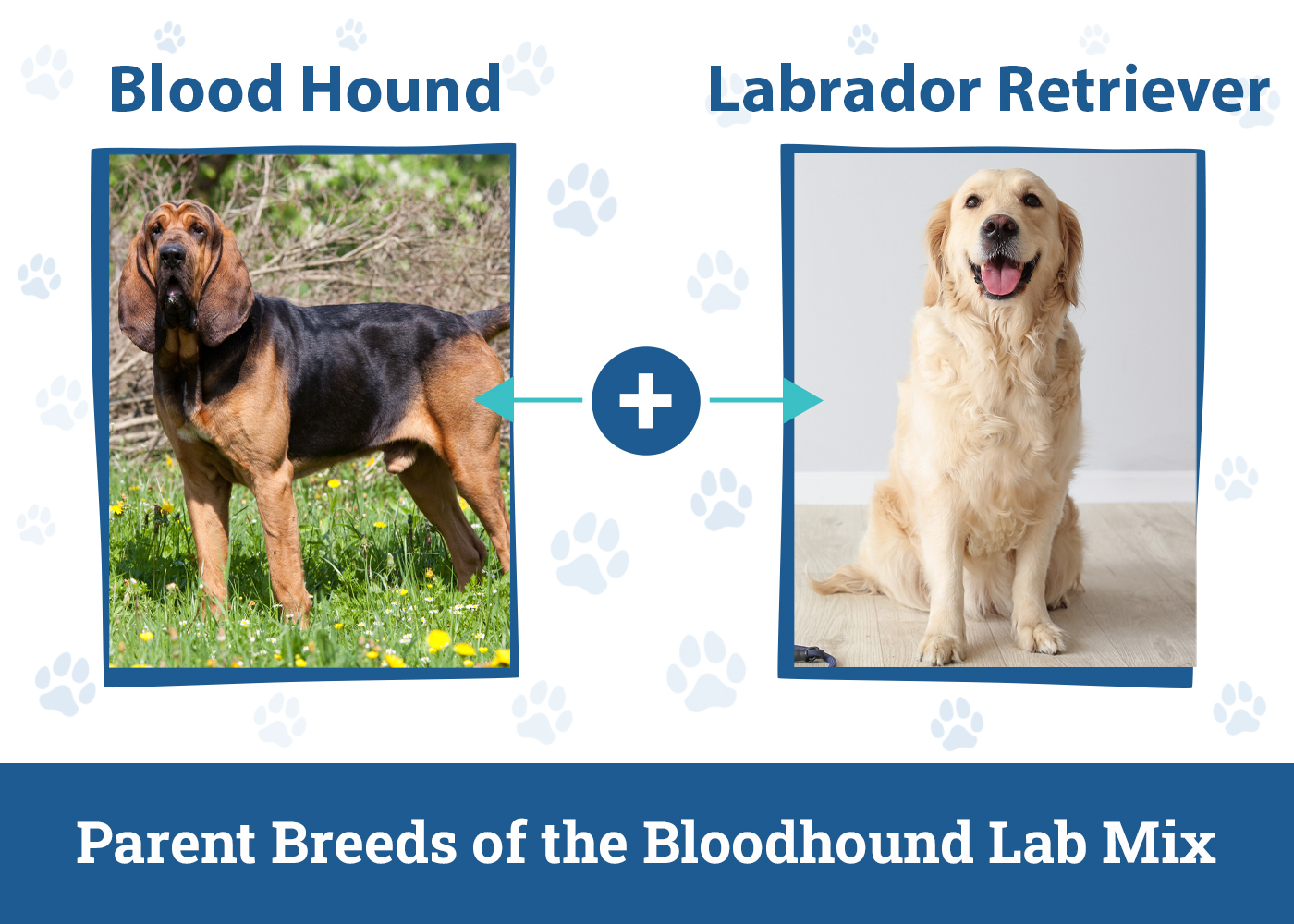 Parent Breeds of the Bloodhound Lab Mix