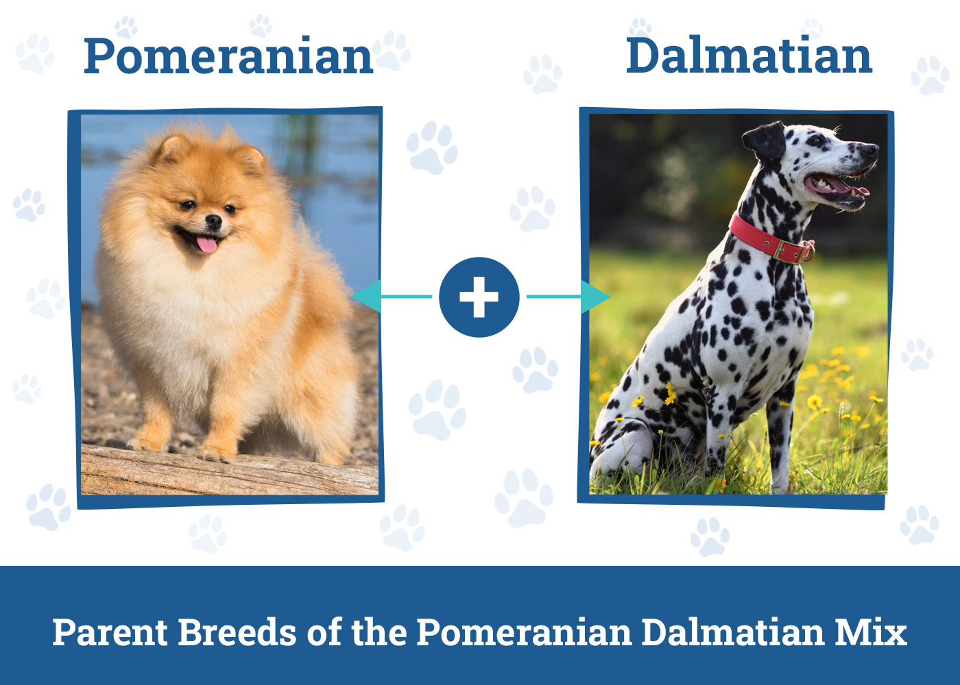 Parent Breeds of the Pomeranian Dalmatian Mix